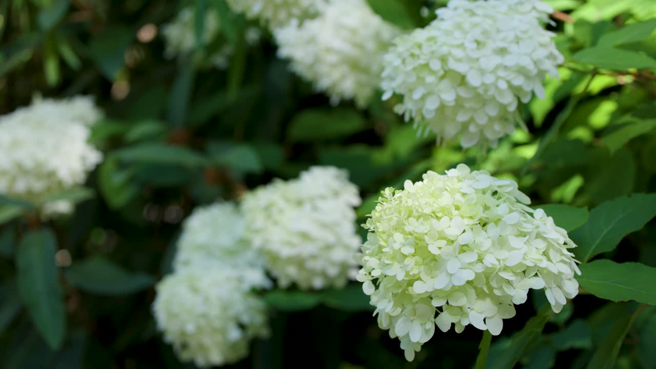 Close-up shot of white hydrangea paniculata blossoms swaying gently in bright natural summer sunlight