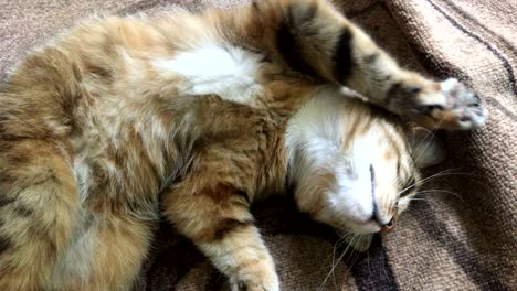 cute cat with green eyes lies on the floor