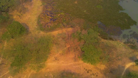 Aerial-over-rich-colourful-wetland,-ponds,-and-green-forest---Bangladesh