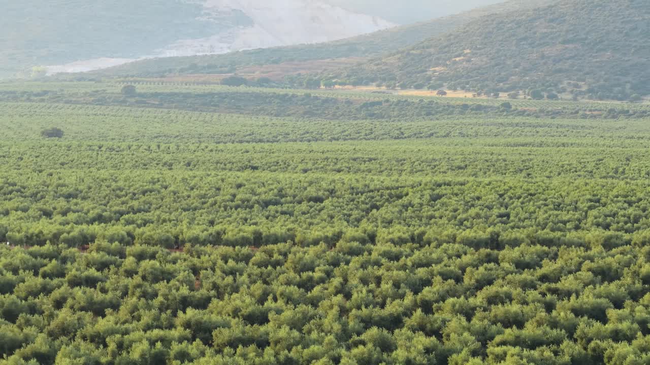 Paesaggio di uliveto
