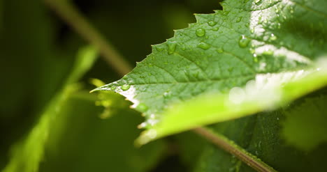 water drops on leaf surface 12