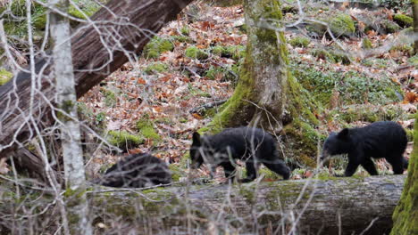 mother black bear and three cubs walking across log in forest of great smoky mountains