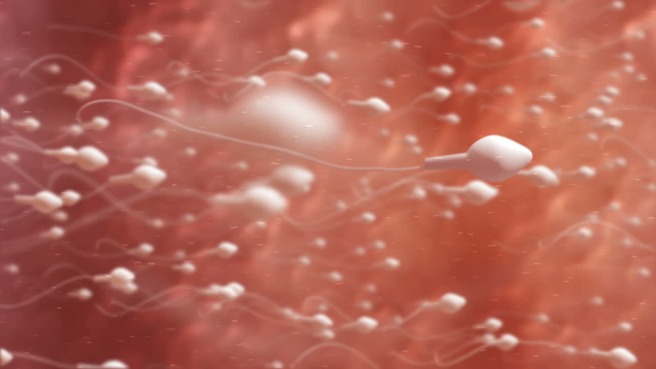 un óvulo en movimiento siendo fertilizado por espermatozoides