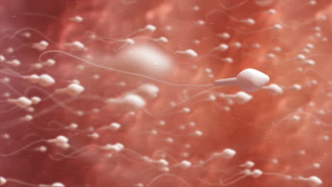 moving egg cell being fertilized by sperm