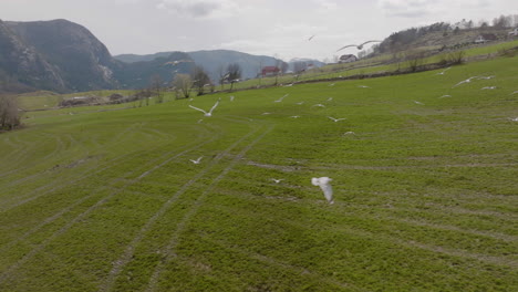 bandada de gaviotas volando contra drones en una pintoresca zona rural