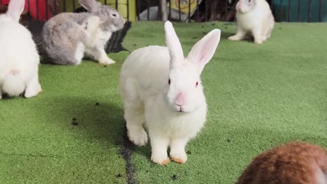 rabbits in a cage