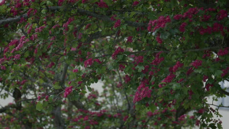 close-up of vibrant pink blossoms on a leafy bush swaying in the wind, captured in slow motion on a breezy day in spring