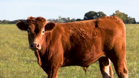 bull in a pasture