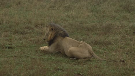 View-of-wildlife-on-a-safari-at-the-Nairobi-National-Park-in-Kenya