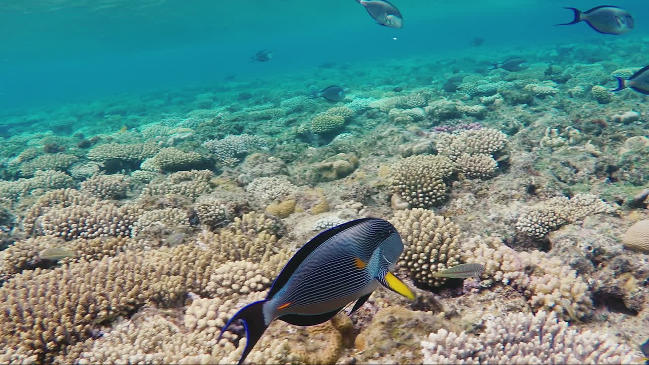 peces exóticos en la zona de surf 3