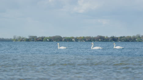 close up of three swans swimming on a stunning blue lake together