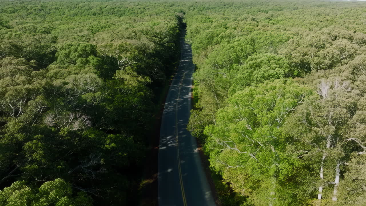 Aerial View of a Road Winding Through a Dense Green Forest