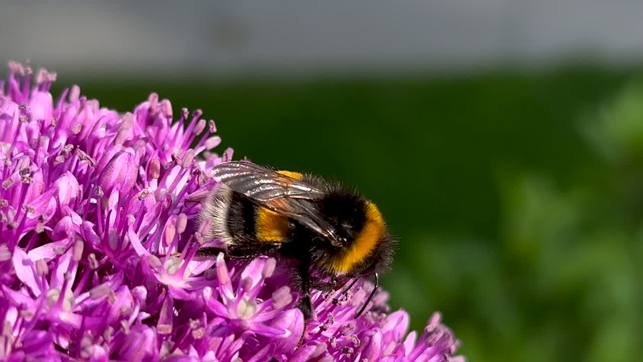 macro primer plano de un abejorro que recoge el polen en una bola de flores rosada púrpura durante el tiempo de polinización