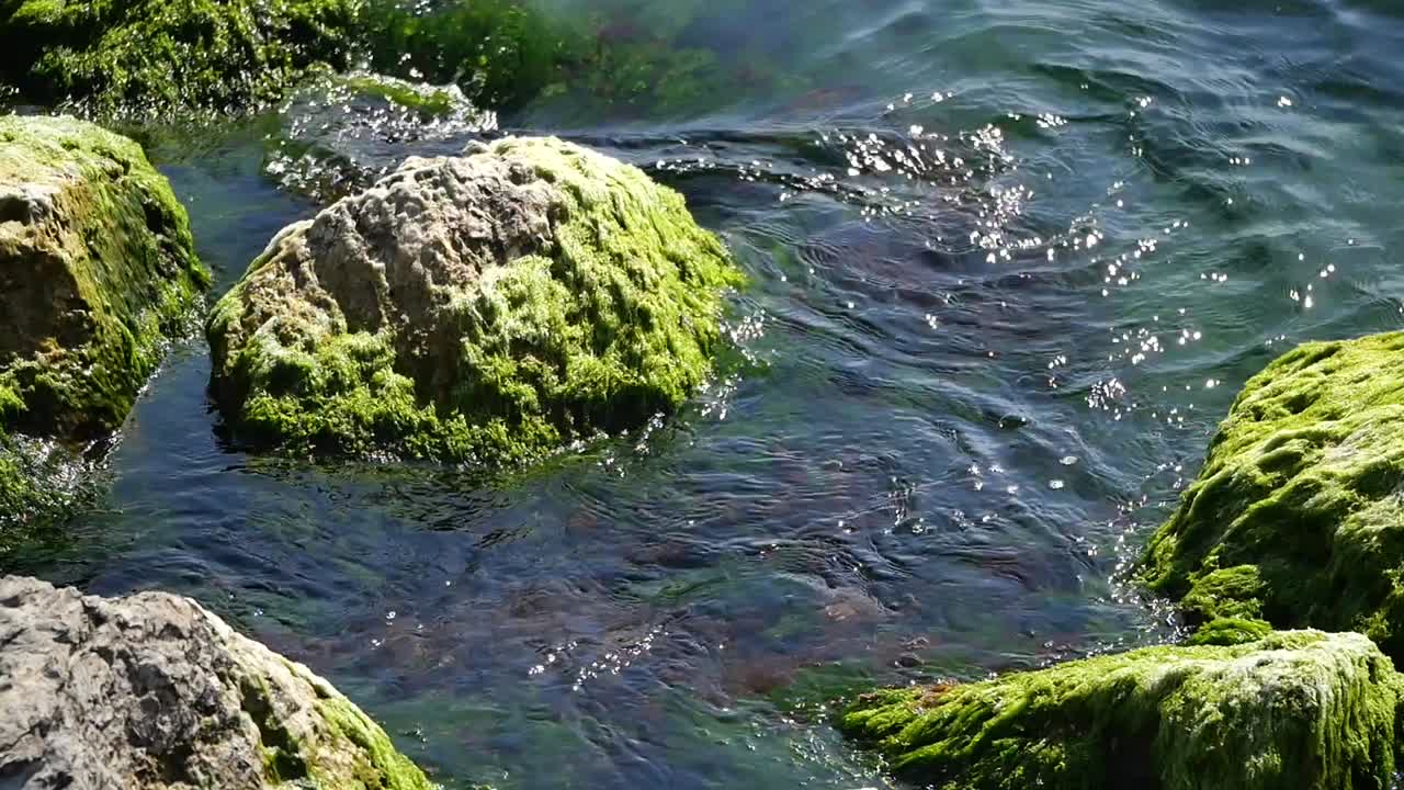 Rocks and seaweed in shallow water