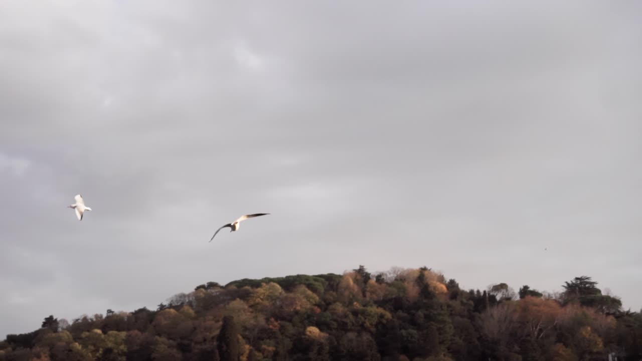 pájaro volando sobre el cielo del atardecer.