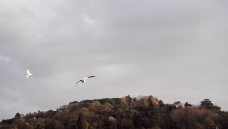 Pájaro-Volando-Sobre-El-Cielo-Del-Atardecer.