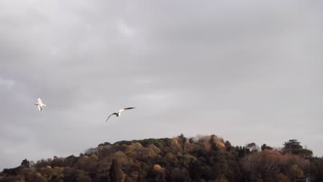 bird flying over the sunset sky.