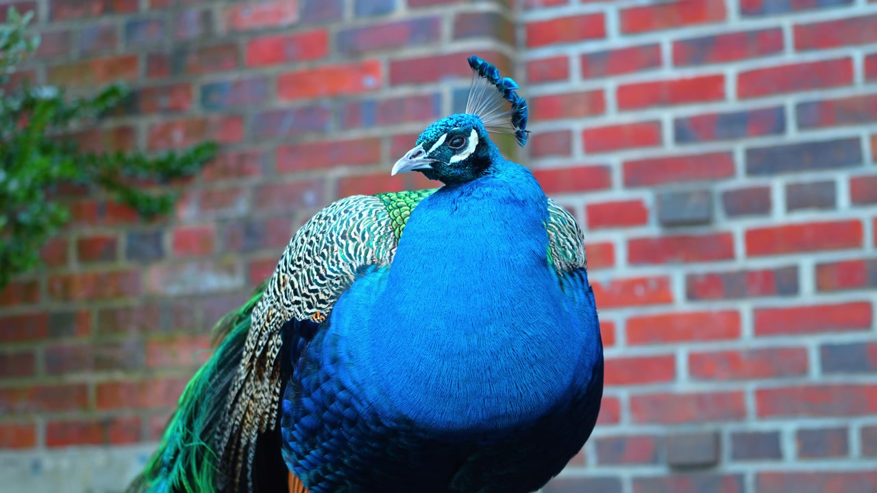 Retrato em close-up de pavão indiano macho contra parede de tijolos vermelhos. Cabeça e pescoço de pavão azul com crista em coroa. Foco seletivo na plumagem iridescente, fundo de tijolos desfocado.