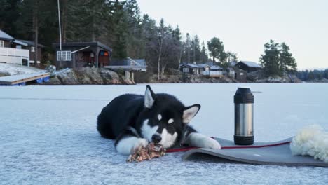 alaskan malamute biting on a piece of bone on snowy ground with water bottle on the side