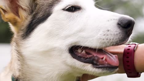 Hermoso-Cachorro-De-Husky-Siberiano-Blanco-Y-Negro-Recibiendo-Un-Masaje-En-La-Barbilla,-Primer-Plano