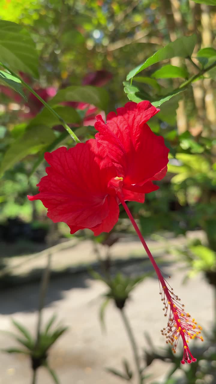 Fiore di ibisco rosso vibrante che ondeggia dolcemente in un giardino