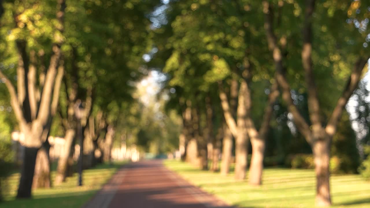 흐릿한 공원 골목, 여름