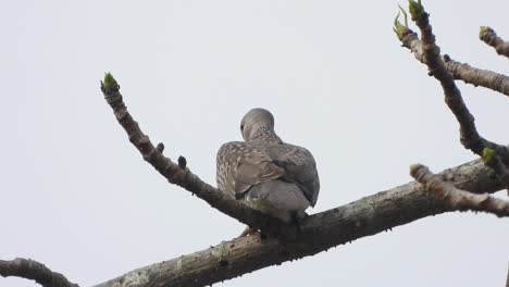 Paloma-Riéndose-En-El-árbol