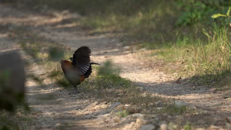 a jungle fowl walking across a dirt road in the chitwan national park in nepal