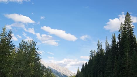 landscape view to from inside the moving car- see many pine trees while moving on the car in the national park with beautiful clear blue sky and rockies mountain range in summer day in banff,canada