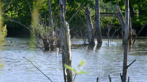 Eleganter-Weißer-Schwan,-Der-An-Einem-Sommertag-Großartig-Auf-Dem-Wasser-Eines-Teiches-Schwimmt-–-Gefilmt-In-4K