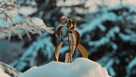 cinematic shot of frozen brown leaves on a cold winter morning surrounded by snow in nature during a sunrise in slow motion