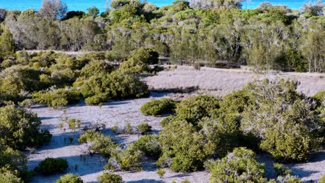 Un-Gran-Campo-Con-Muchos-árboles-Y-Arbustos,-Y-Un-Cielo-Azul-Al-Fondo,-Sobrevuelo-De-Drones