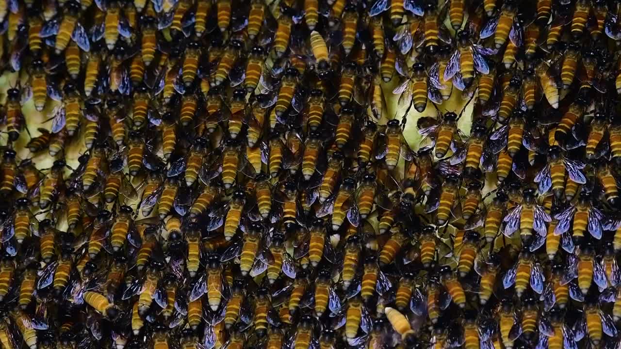 se sabe que las abejas melíferas gigantes construyen grandes colonias de nidos con bolsillos simétricos hechos de cera para almacenar miel como fuente de alimento.