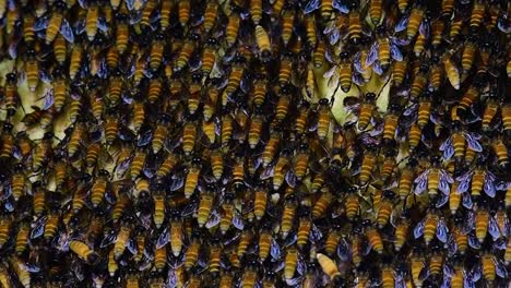 Se-Sabe-Que-Las-Abejas-Melíferas-Gigantes-Construyen-Grandes-Colonias-De-Nidos-Con-Bolsillos-Simétricos-Hechos-De-Cera-Para-Almacenar-Miel-Como-Fuente-De-Alimento.