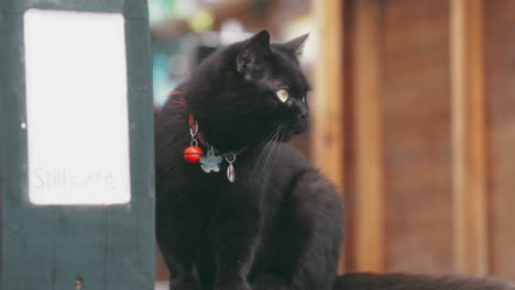 a mischievous black cat performs a playful scratching routine on a post, its agile body a blur of black fur in the sunshine