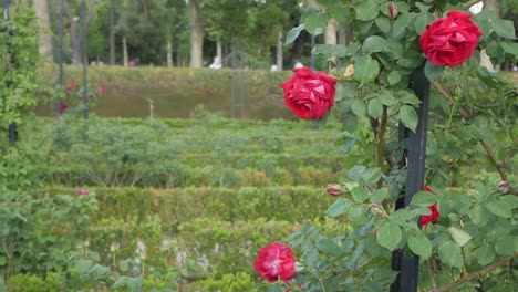 red roses in a park