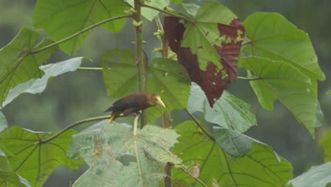 一只 oropendola 鸟在雨中跳过一棵带有大绿叶的热带树上,近距离拍摄