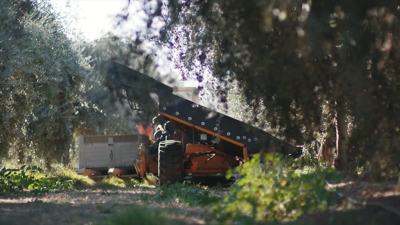 Olive harvesting machinery