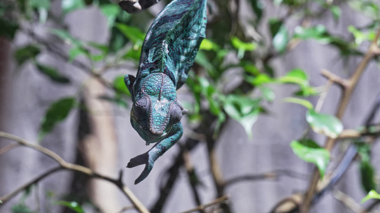 A colorful chameleon clings upside down on a branch in a green forest setting
