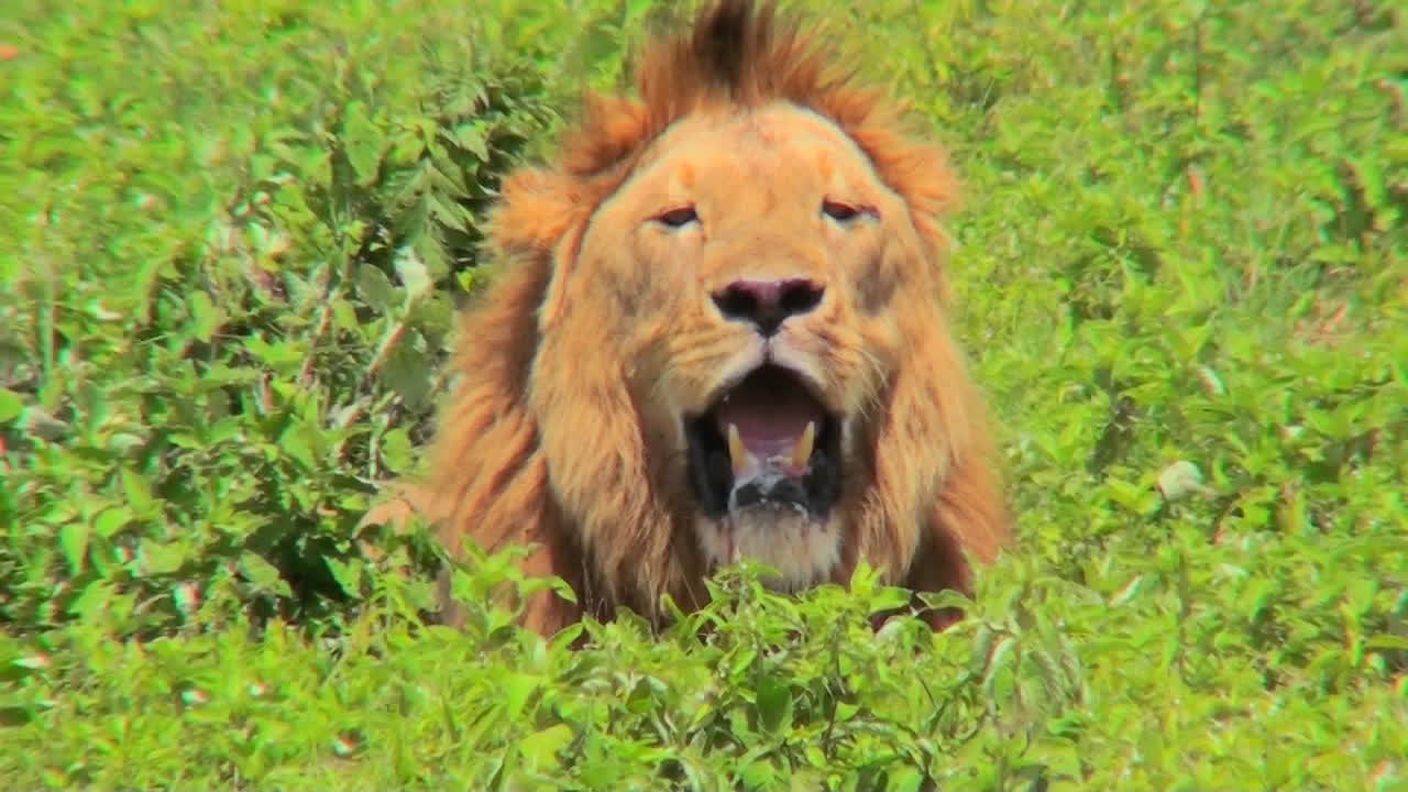 수컷 사자가 입을 벌리고 큰 갈기로 우리를 바라본다