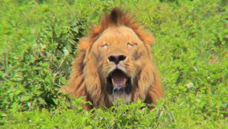 a male lion looks at us with mouth open and big mane