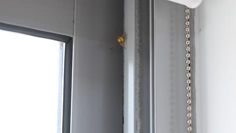 a yellow paper wasp spotted inside an office window