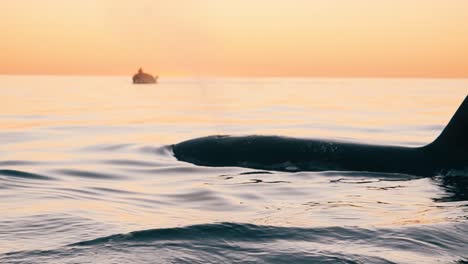 Zwei-Orcas-Kommen-Zum-Atmen-Mit-Einem-Kleinen-Boot-Dahinter-Bei-Sonnenuntergang-In-Zeitlupe