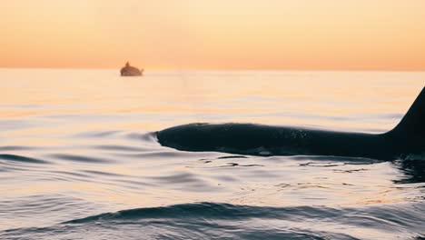 dos orcas que vienen a respirar con un bote pequeño detrás al atardecer en cámara lenta