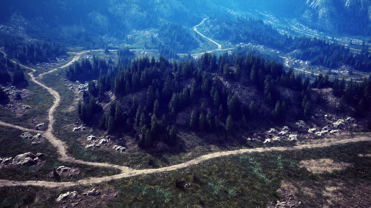 Serene winding trails through a lush forest landscape in bright sunlight