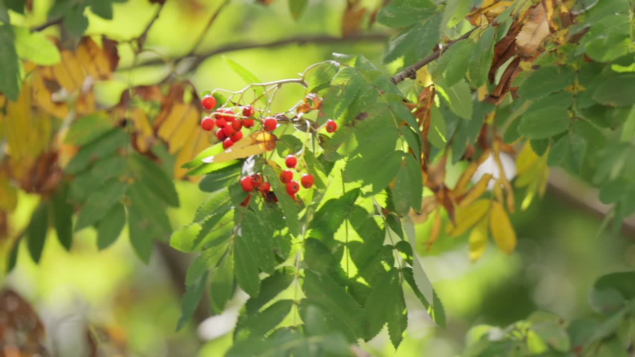 가을 로완 베리 (rowan berries on a branch)
