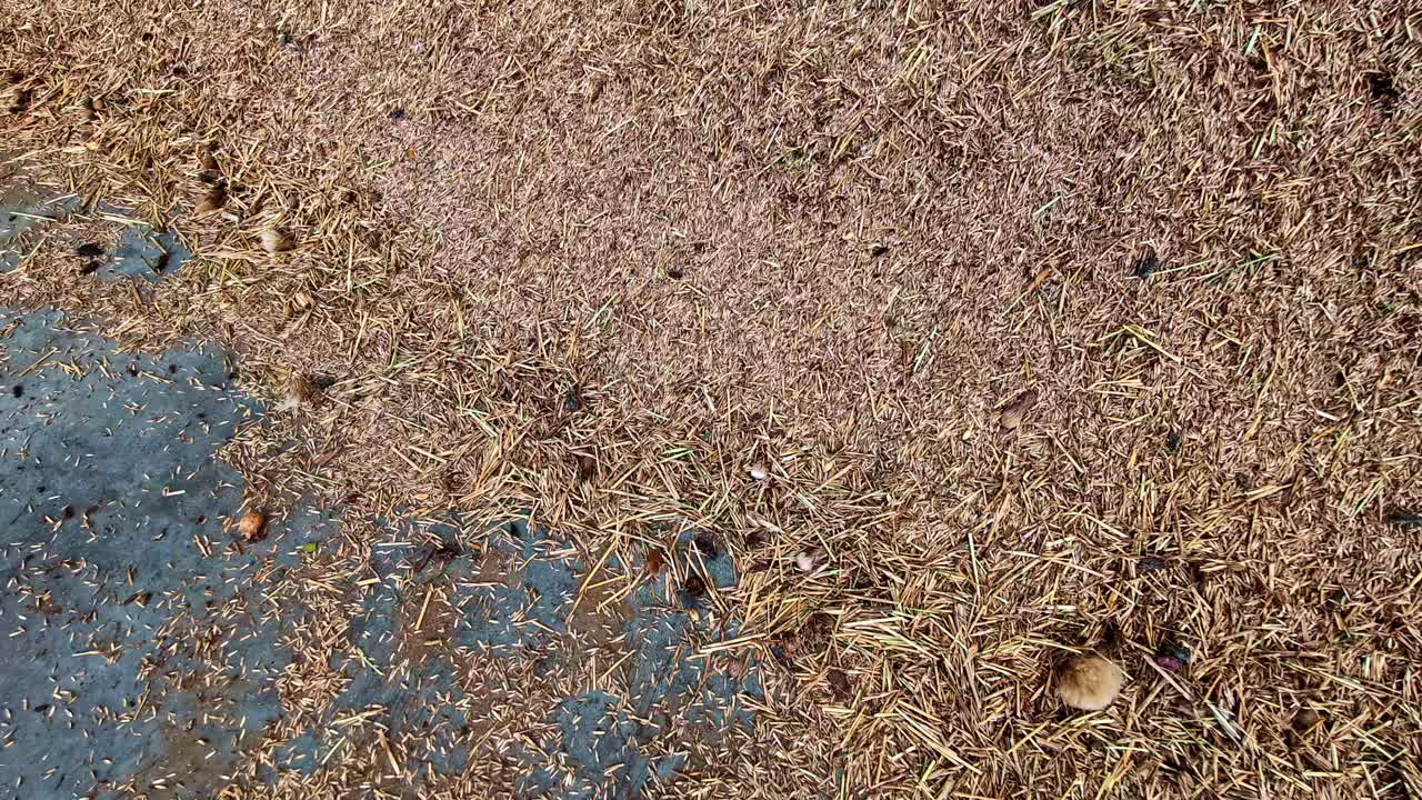 Close-up of grains on ground in Dobele, Latvia