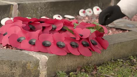 Tending-to-poppy-memorial-display