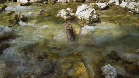 german shepherd dog struggling with swimming in the river – gimbal shot