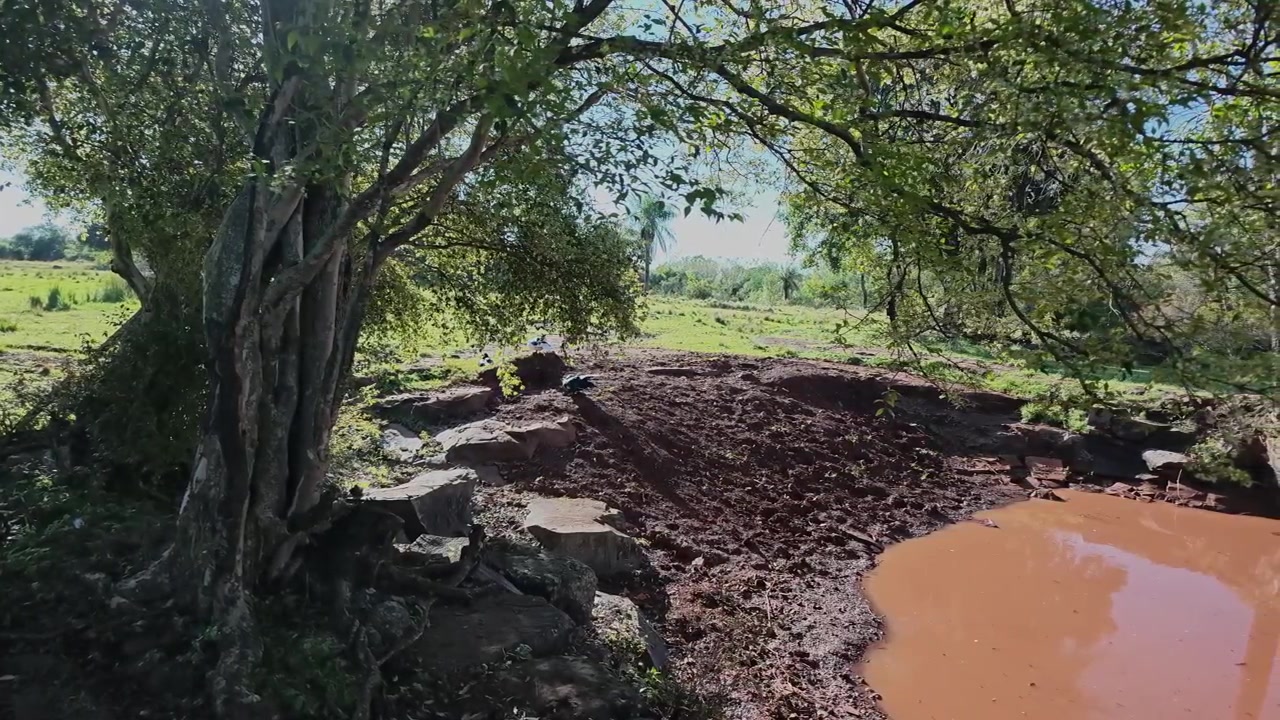 Small muddy pond rests beneath a large mature tree in a quiet and rustic countryside landscape.
